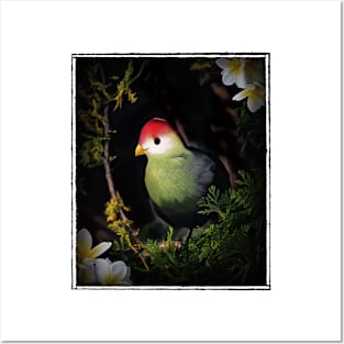 Red Crested Turaco Bird Posters and Art